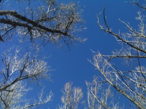 Upward look at wintered trees and a clear, blue sky. 