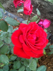 Close up view of red roses. 