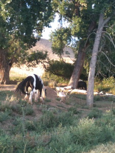 Two horses eating in a semi wooded area. 