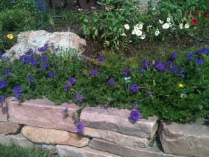 Picture of a small garden full of flowers. 